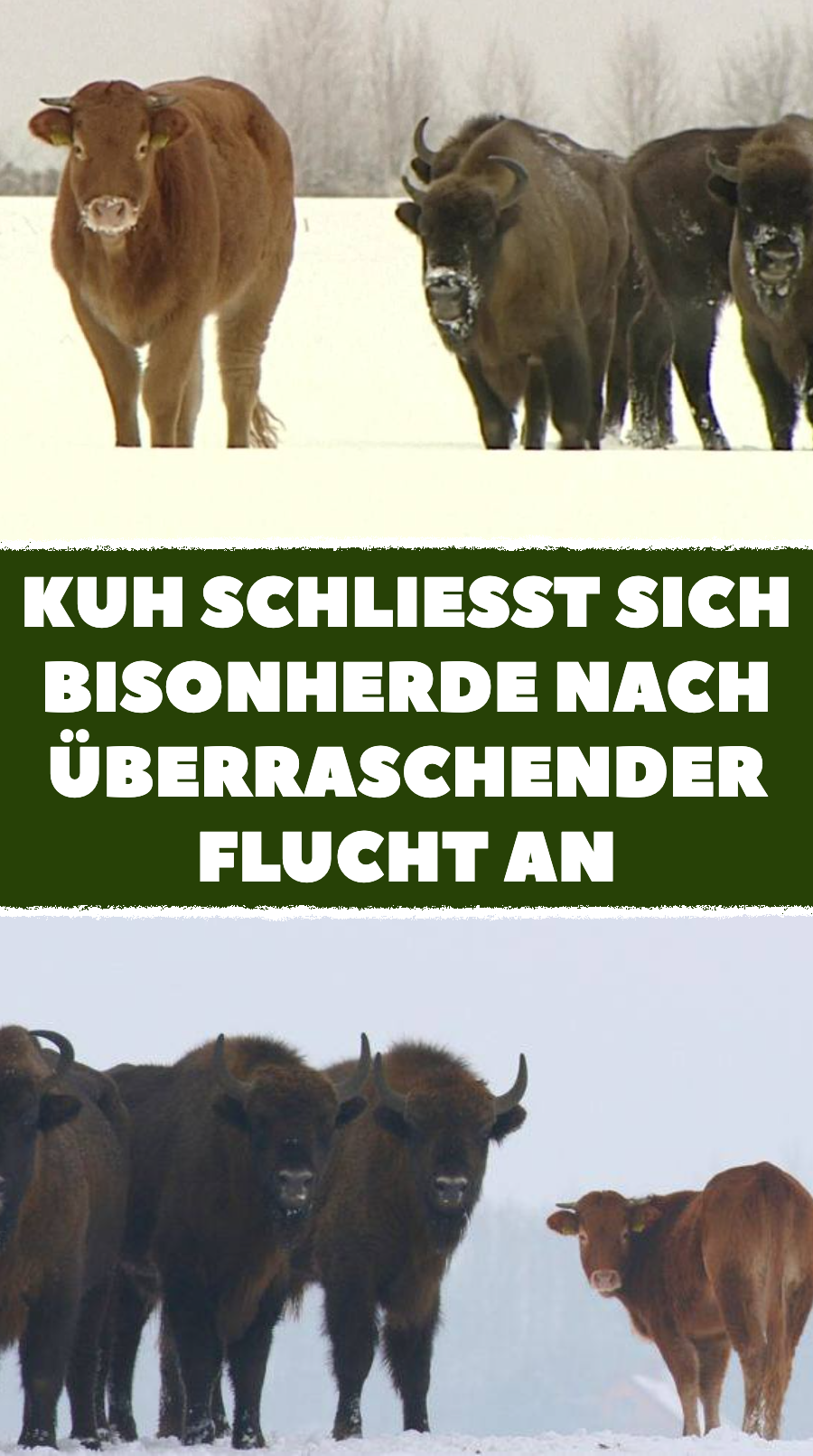 Kuh entkommt Schlachtung und wird von Bisons adoptiert