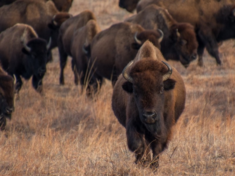 Eine Bison-Herde.