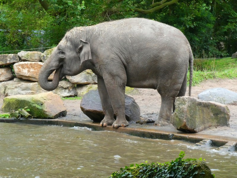 Ein Bild von einem Elefanten in einem Zoo, der Wasser aus einem Teich trinkt.