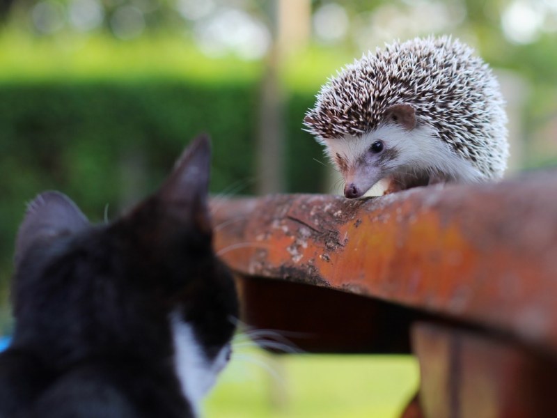 Eine schwarze Katze beobachtet ein Igel-Baby in einem Garten.