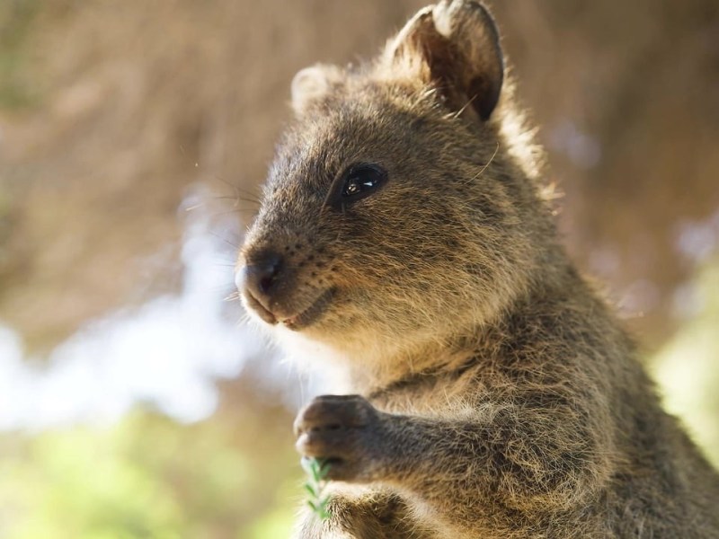 Ein Foto von einem Quokka.