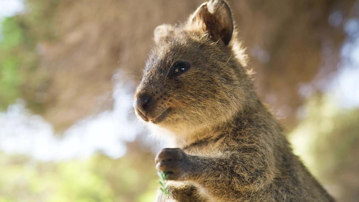 Ein Foto von einem Quokka.