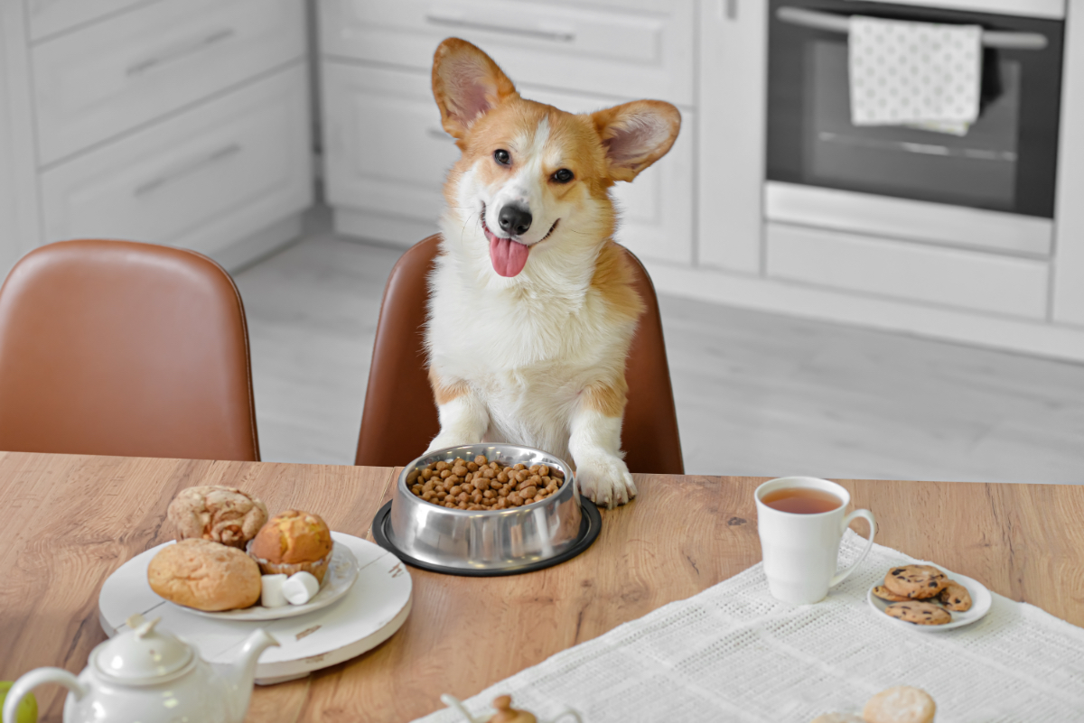 Ein Corgi sitzt an einem Küchentisch beim Frühstück vor seinem Futternapf.