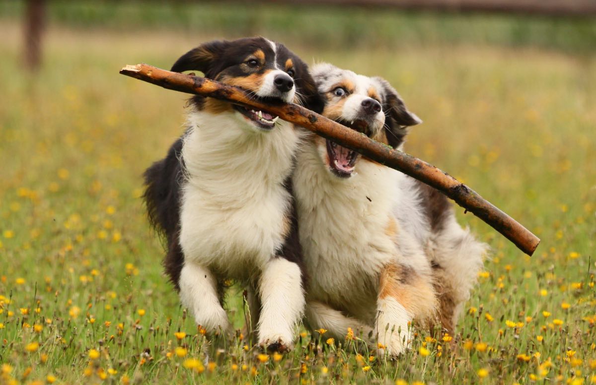 Zwei Australian Sheperds jagen einen Stock auf einer Wiese.