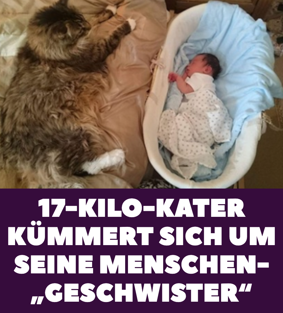 Riesiger Maine-Coon-Kater liebt „seine“ Menschenkinder