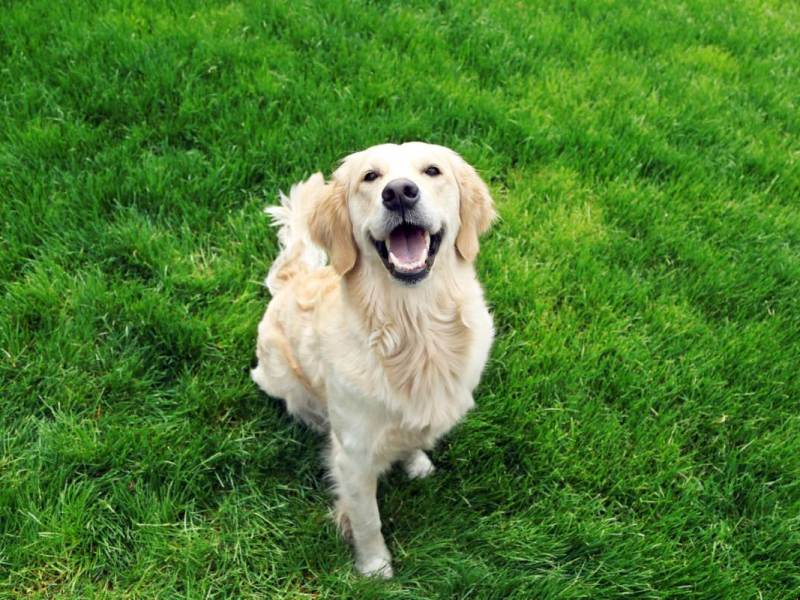 Ein glücklicher Labrador sitzt auf einem Rasen.