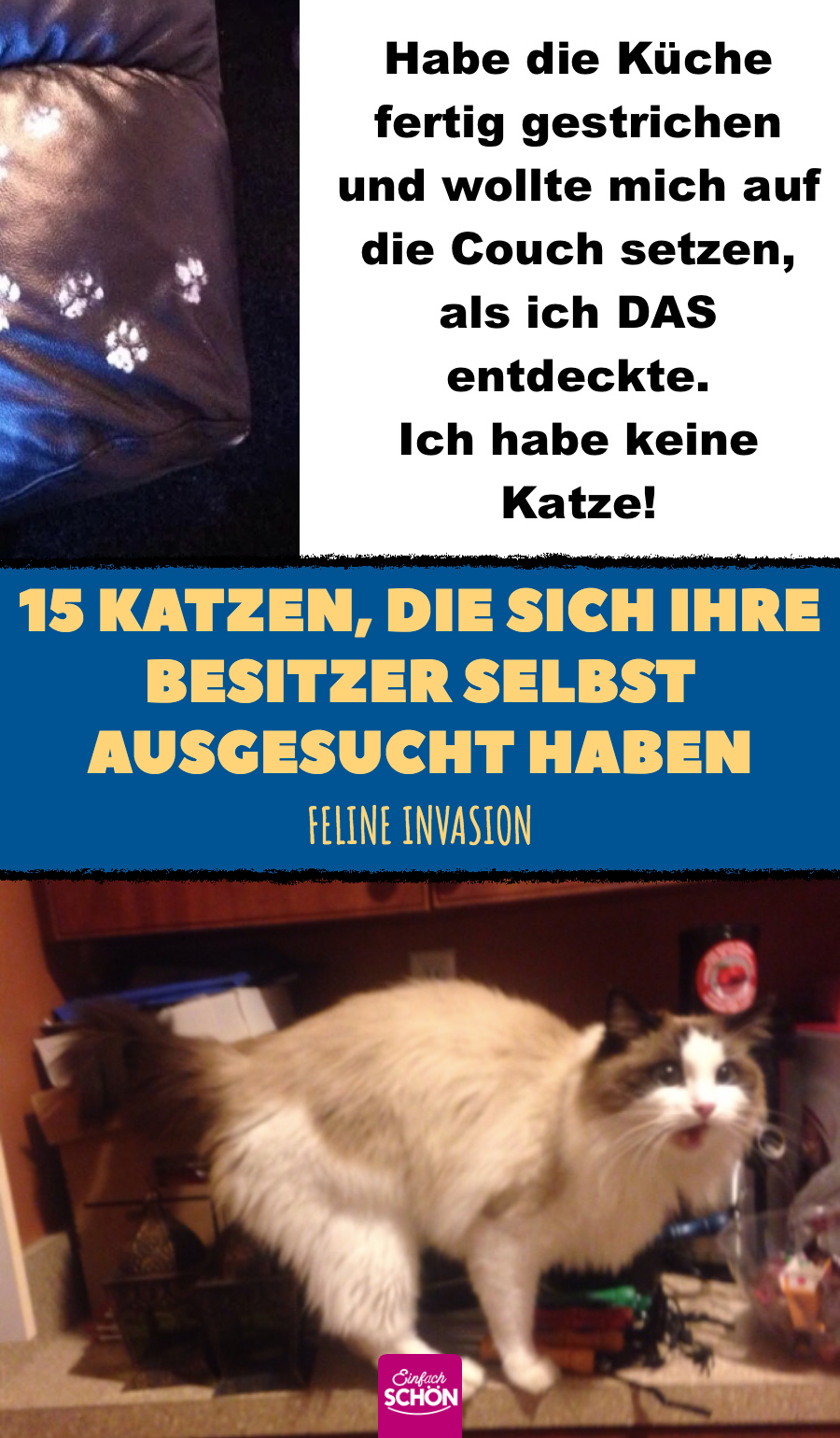 Diese Katzen suchen sich ihre Besitzer lieber selbst aus