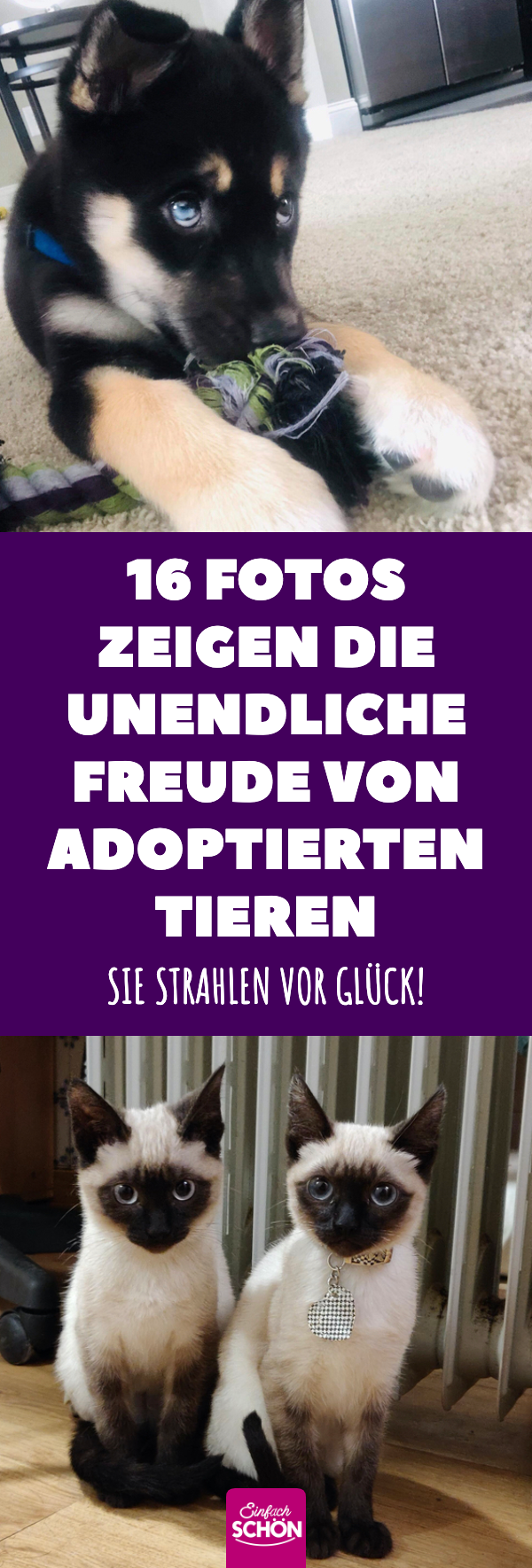 16 schöne Fotos von glücklichen adoptierten Tieren