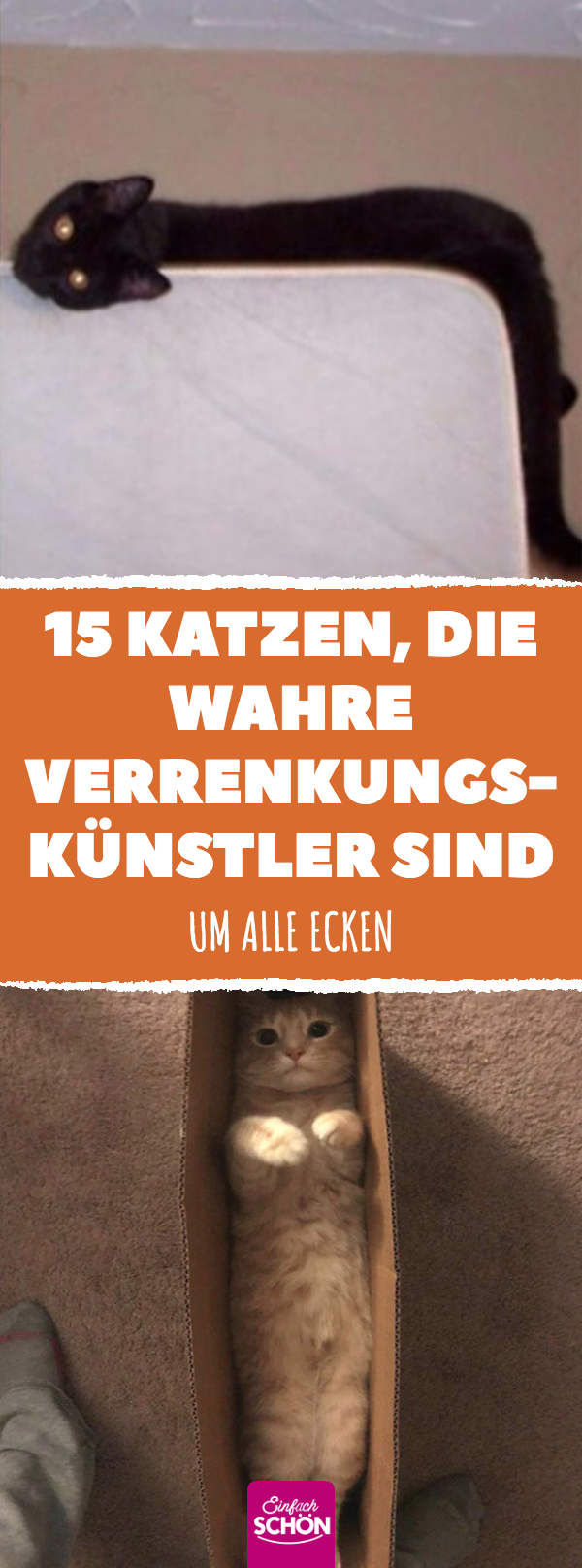 Katzen, die sich auf magische Art jeder Form anpassen können