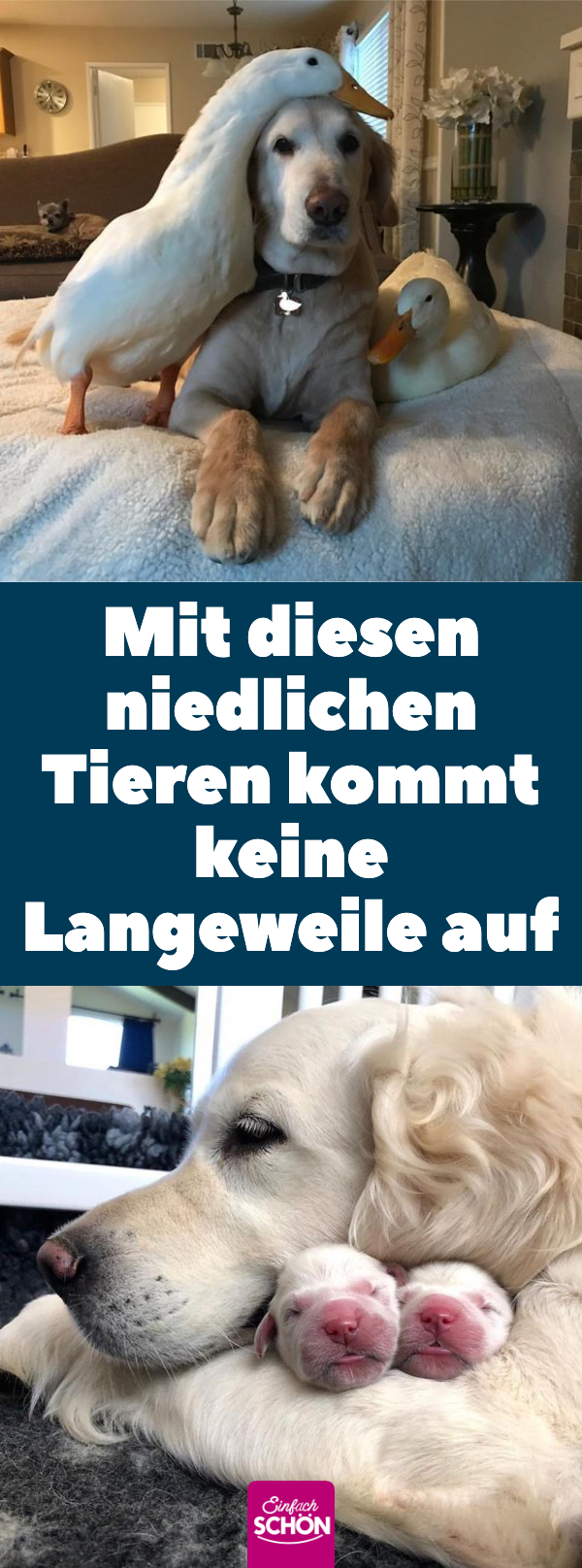 20 Tiere, die jeden Zweibeiner um die Pfote wickeln