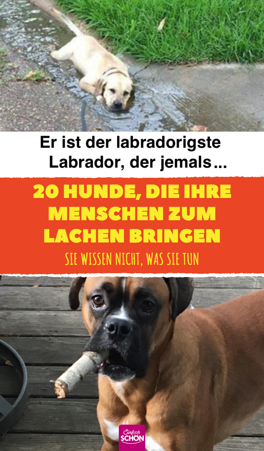 20 Hunde, die ihre Menschen zum Lachen bringen