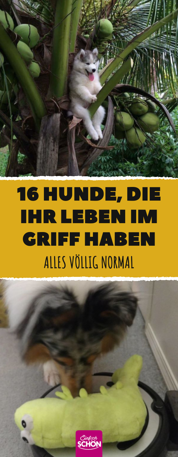 15 niedliche Bilder von frechen Hunden