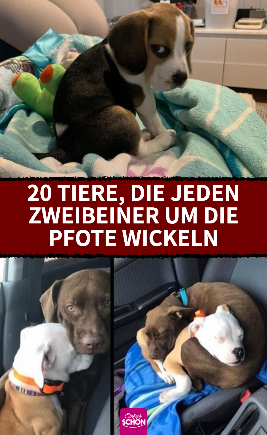 20 Tiere, die jeden Zweibeiner um die Pfote wickeln