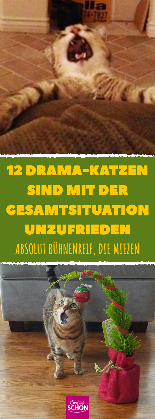 11 Drama-Katzen sind mit der Gesamtsituation unzufrieden