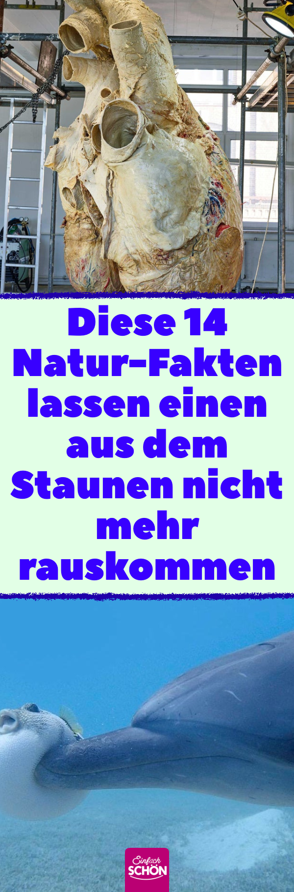 14 kuriose und unterhaltsame Fakten über Natur und Tiere