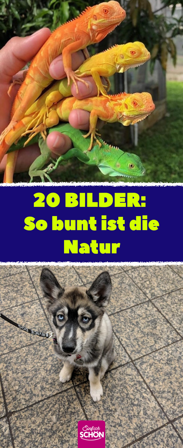 So bunt ist die Natur: 20 Naturfotos und Tierbilder