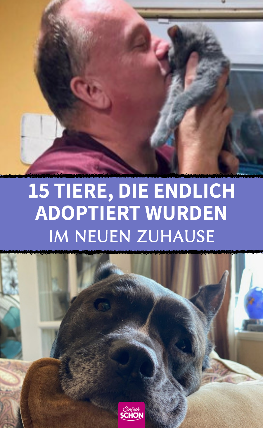 Adoptierte Tiere, die sich auf ihr neues Zuhause freuen