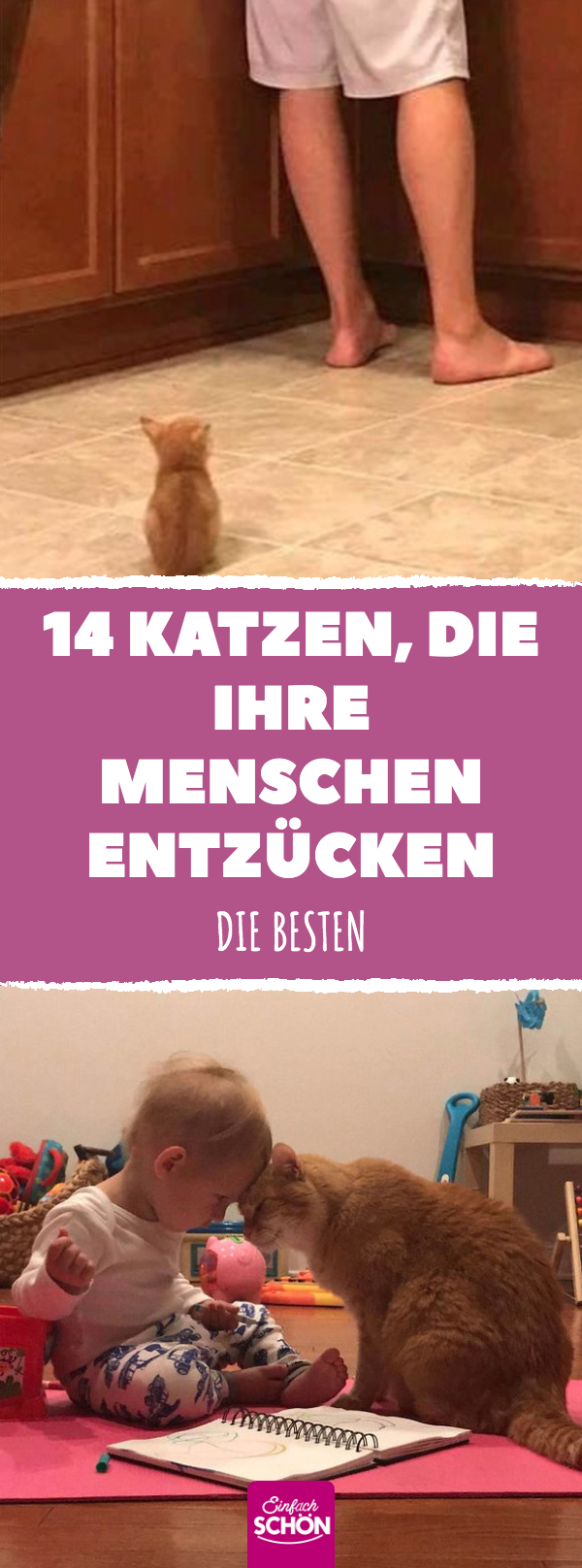 Katzen, die so süß sind, dass sie ihre Menschen entzücken