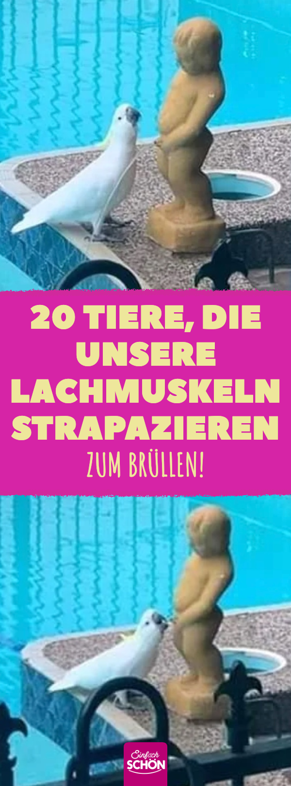 Lustige Tierfotos, bei denen man vor Lachen vom Stuhl fällt