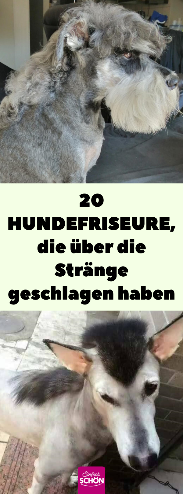 Lustige Bilder: 20 Hunde mit Vokuhila