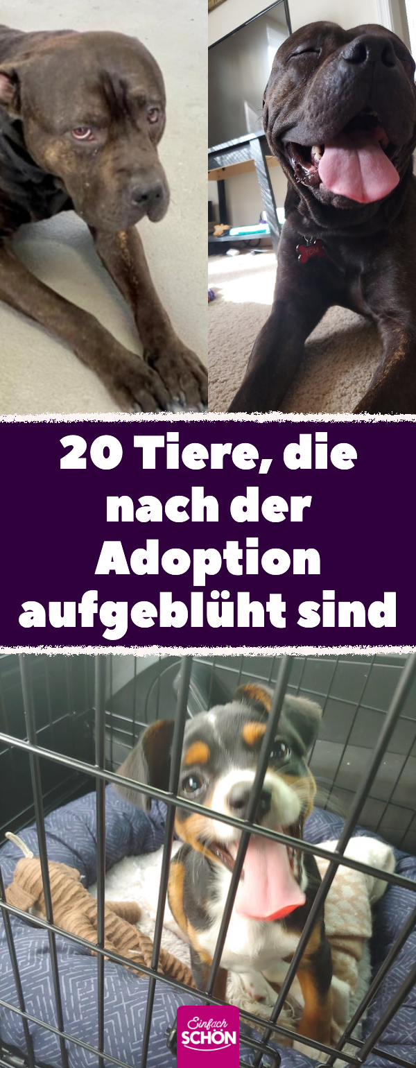 Nach Adoption: 20 niedliche Bilder von Hunden und Katzen