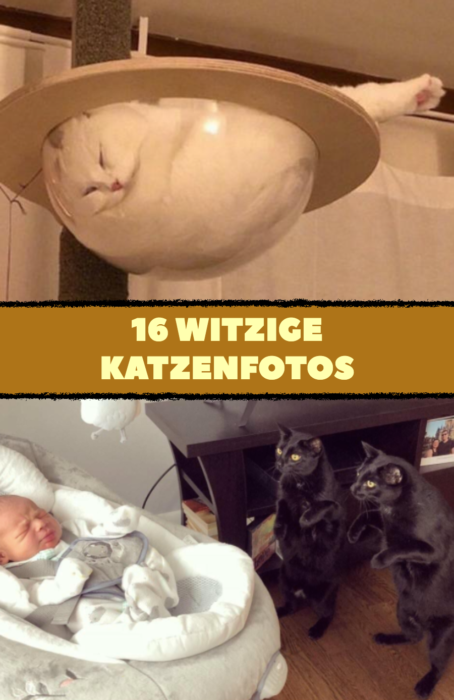 14 Katzen, die ihre Besitzer zum Lachen bringen