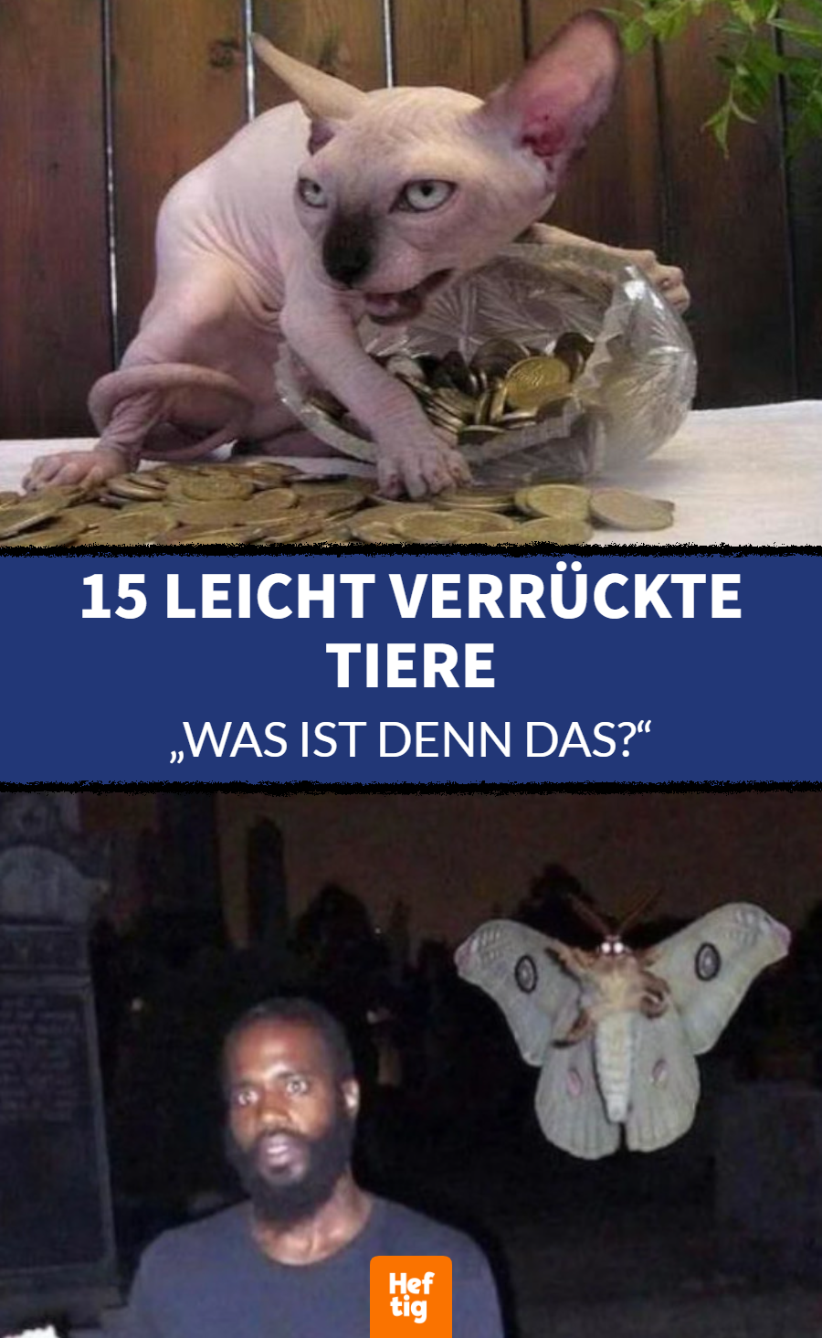 Lustige Tierfotos: 15 lustige Bilder von Tieren