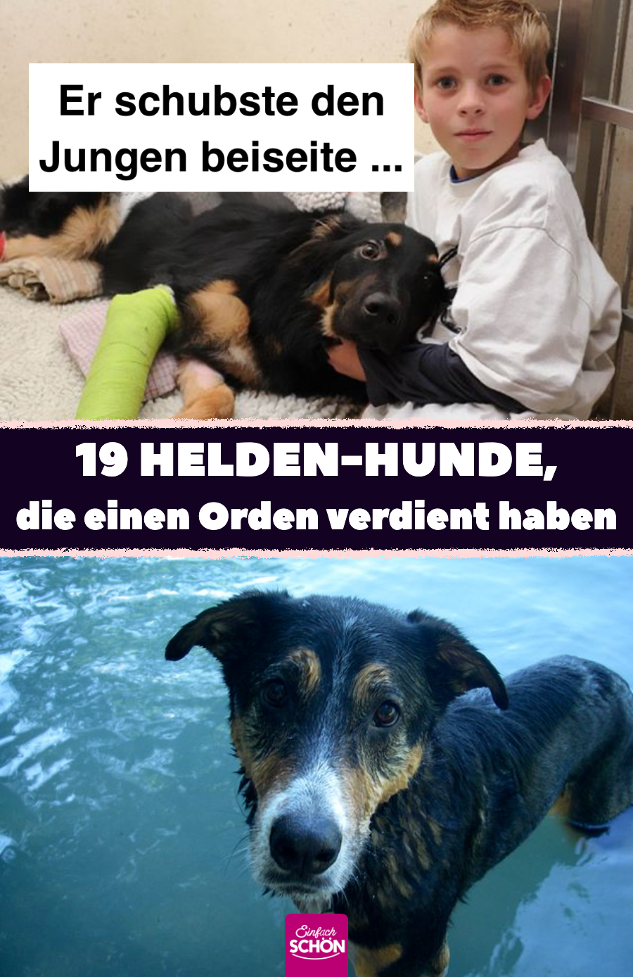 Tierbilder: 19 Bilder von Hunden, die echte Helden sind