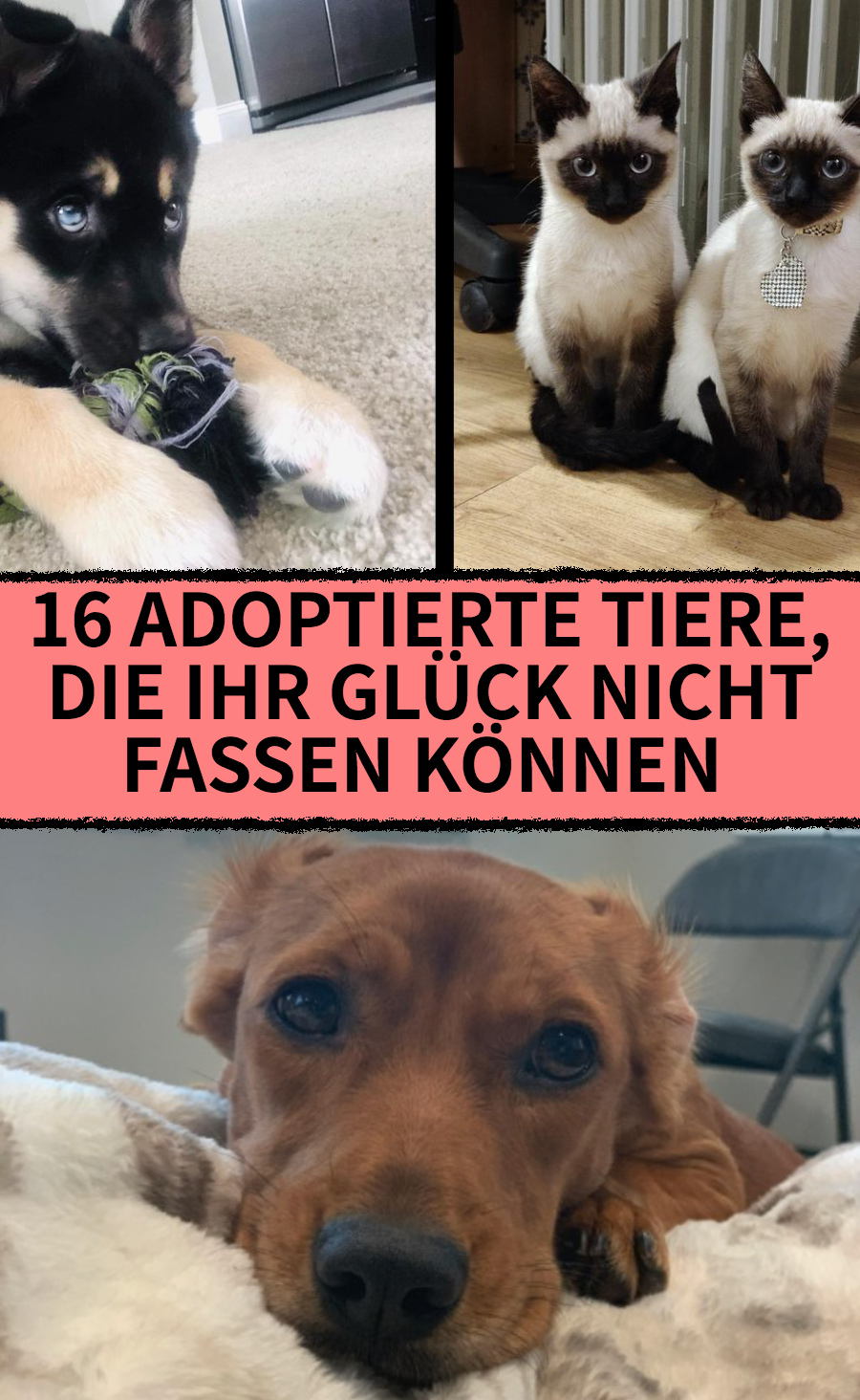 16 schöne Fotos von glücklichen adoptierten Tieren