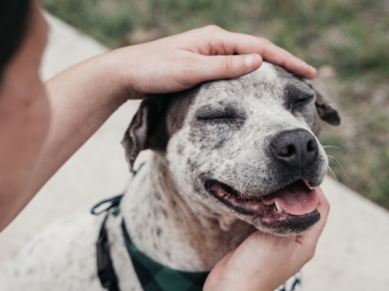 Person streichelt einen Hund.