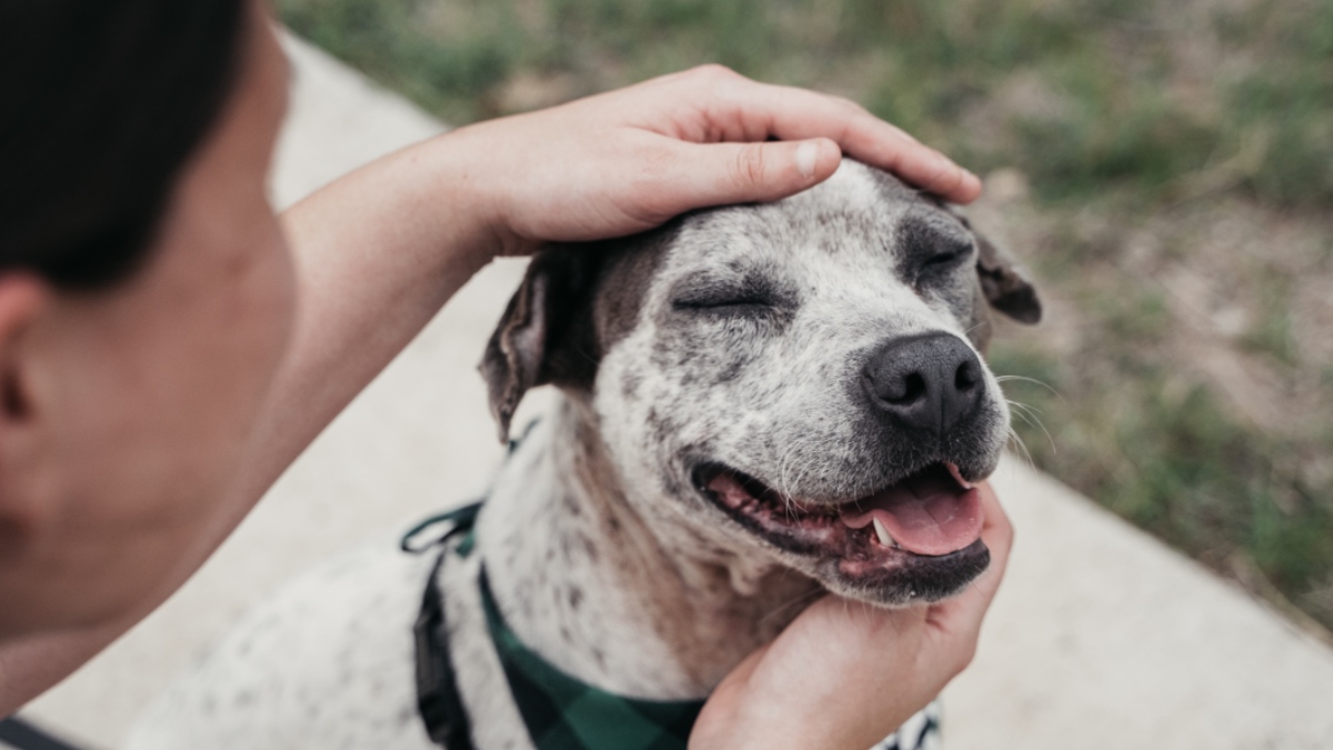 Person streichelt einen Hund.