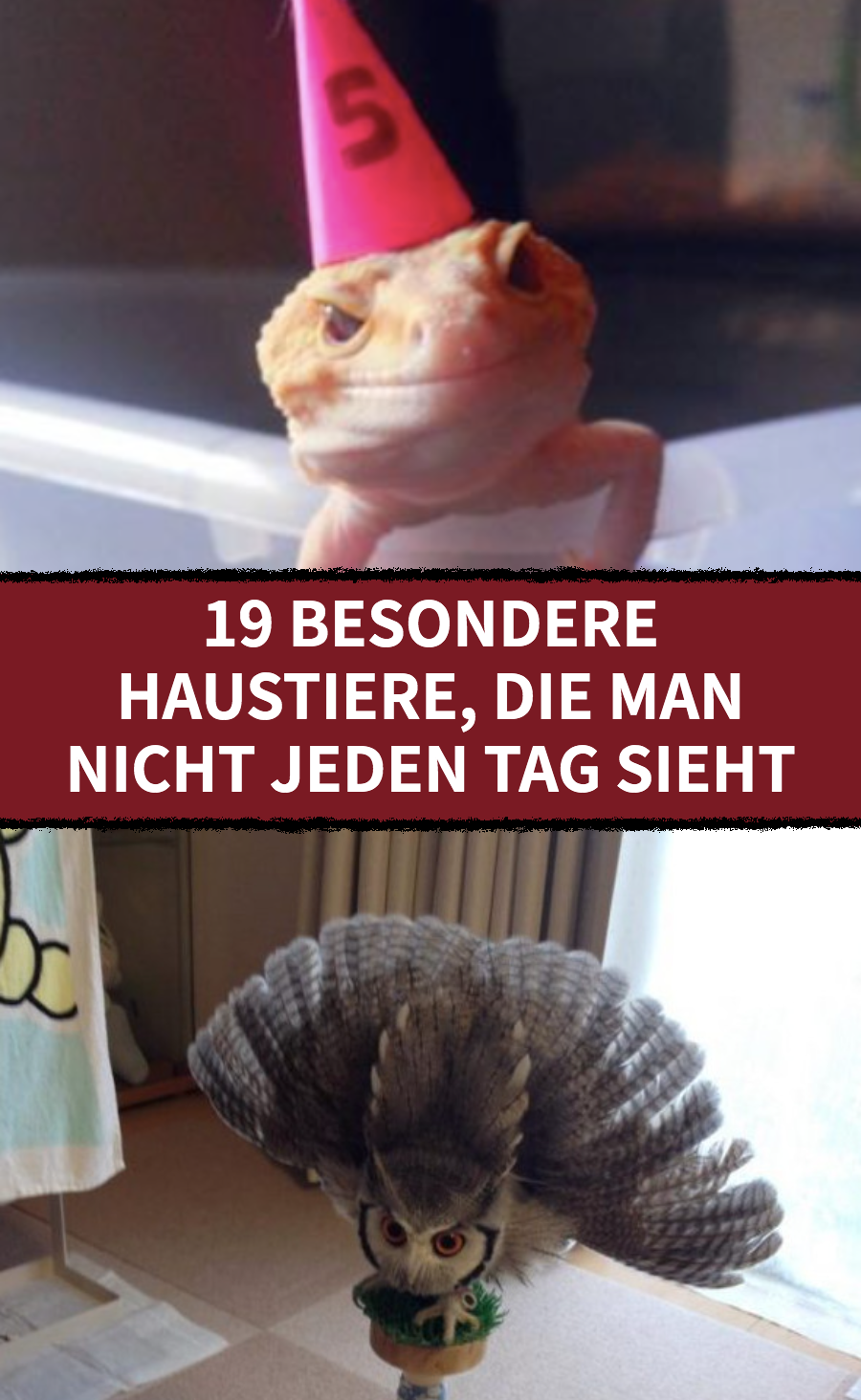 Besondere Haustiere, die man nicht jeden Tag sieht