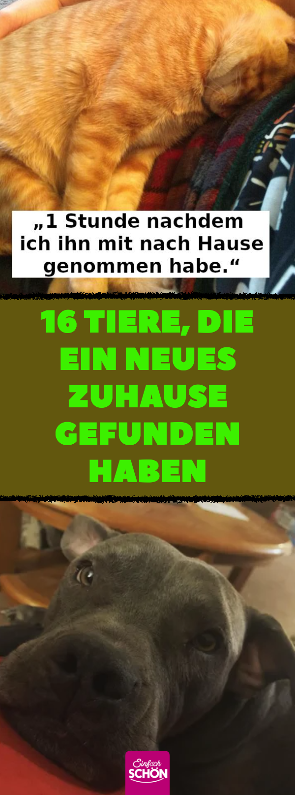 15 Bilder von glücklichen adoptierten Tieren