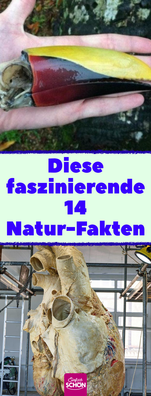 14 kuriose und unterhaltsame Fakten über Natur und Tiere