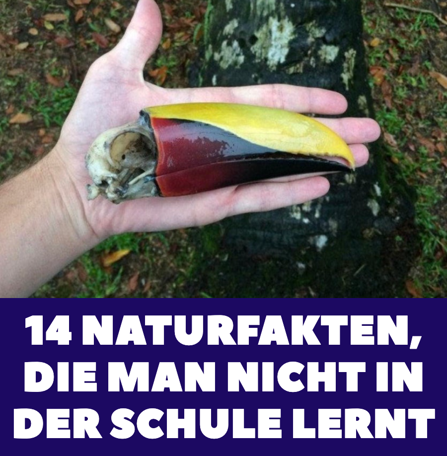 14 kuriose und unterhaltsame Fakten über Natur und Tiere