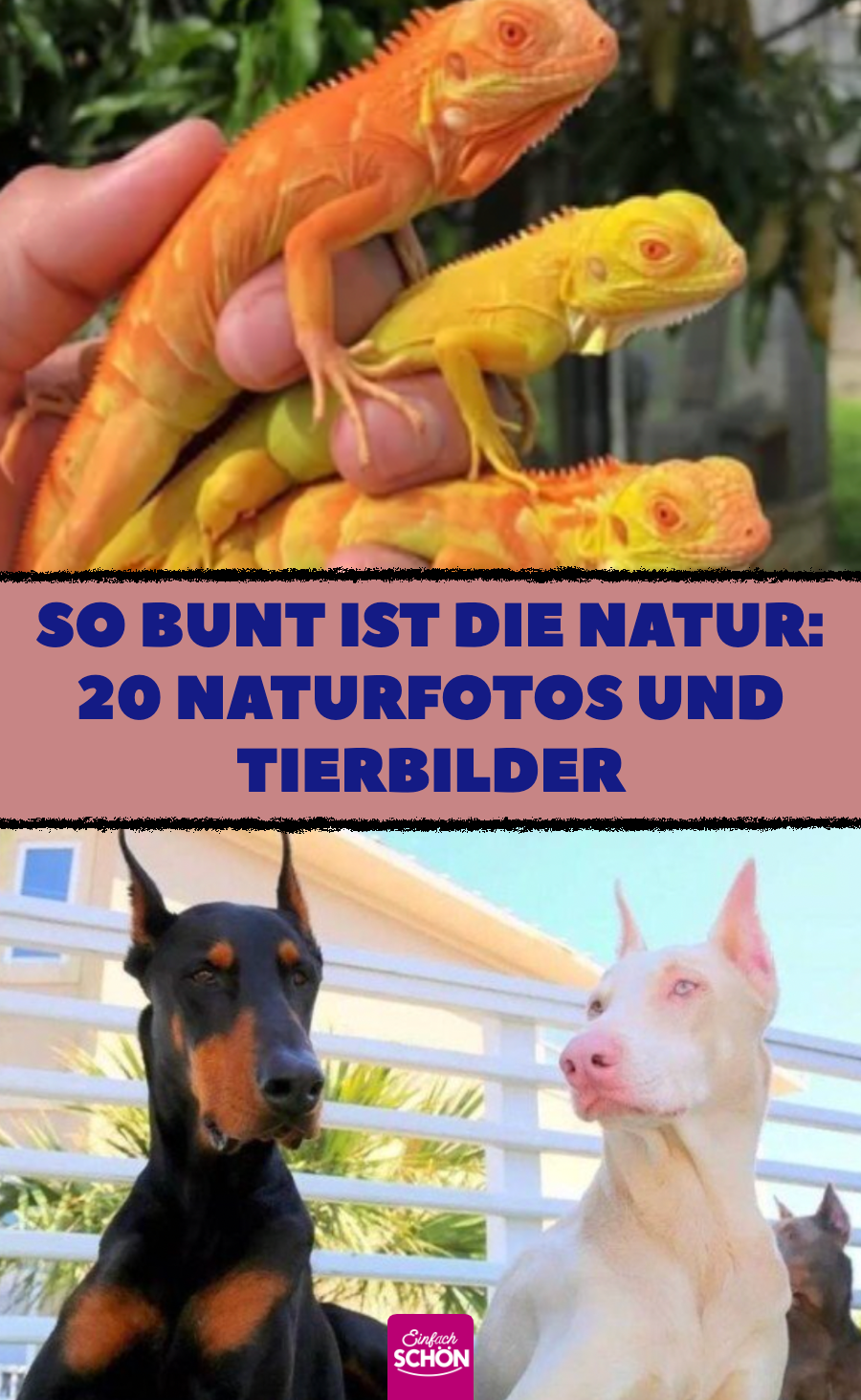 So bunt ist die Natur: 20 Naturfotos und Tierbilder