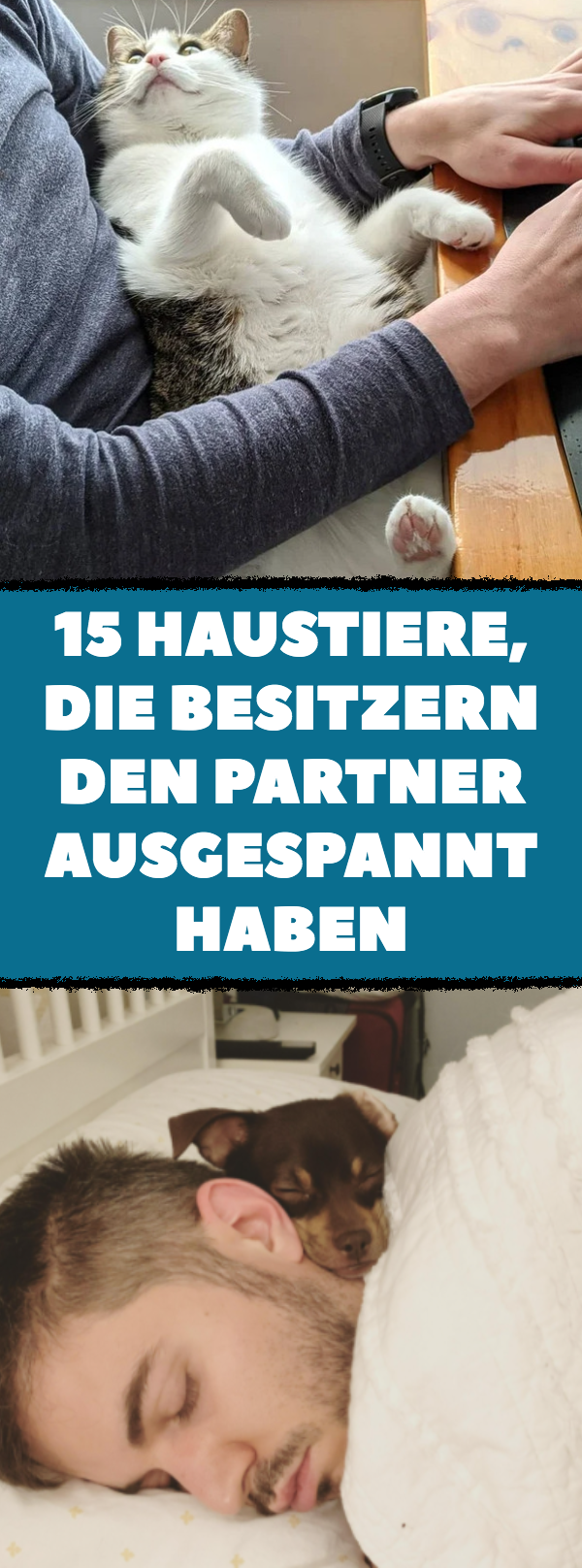 Haustiere, die einem dreist den Partner ausspannen