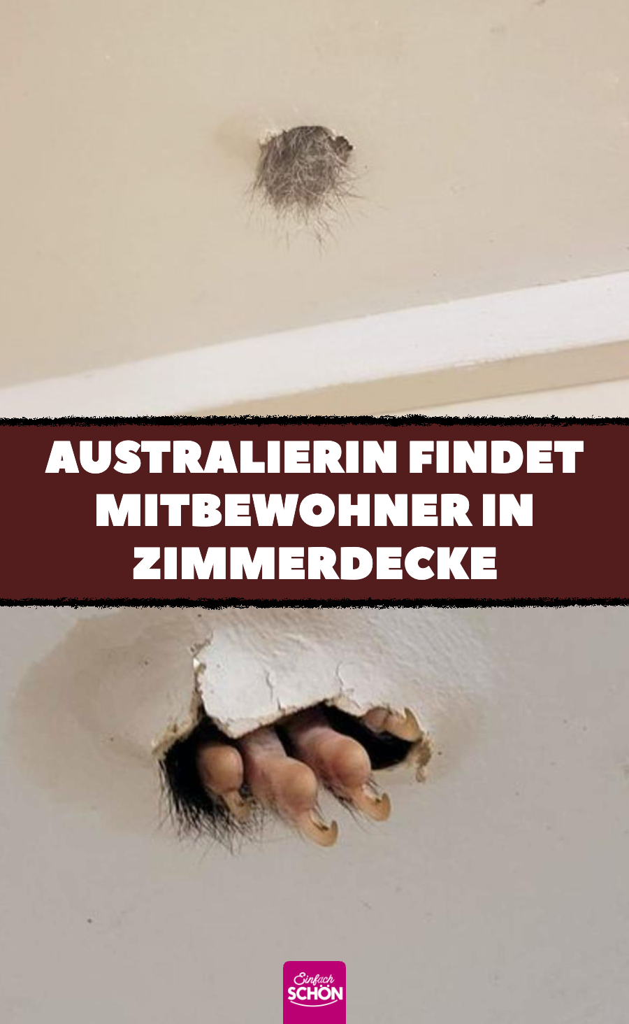 Australierin Sabrina Raven findet Fuchskusu in Zimmerdecke