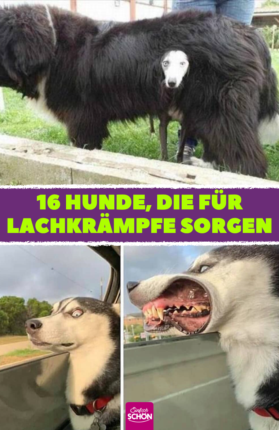 Lustige Hundebilder: 16 Besitzer lachen über ihre Hunde