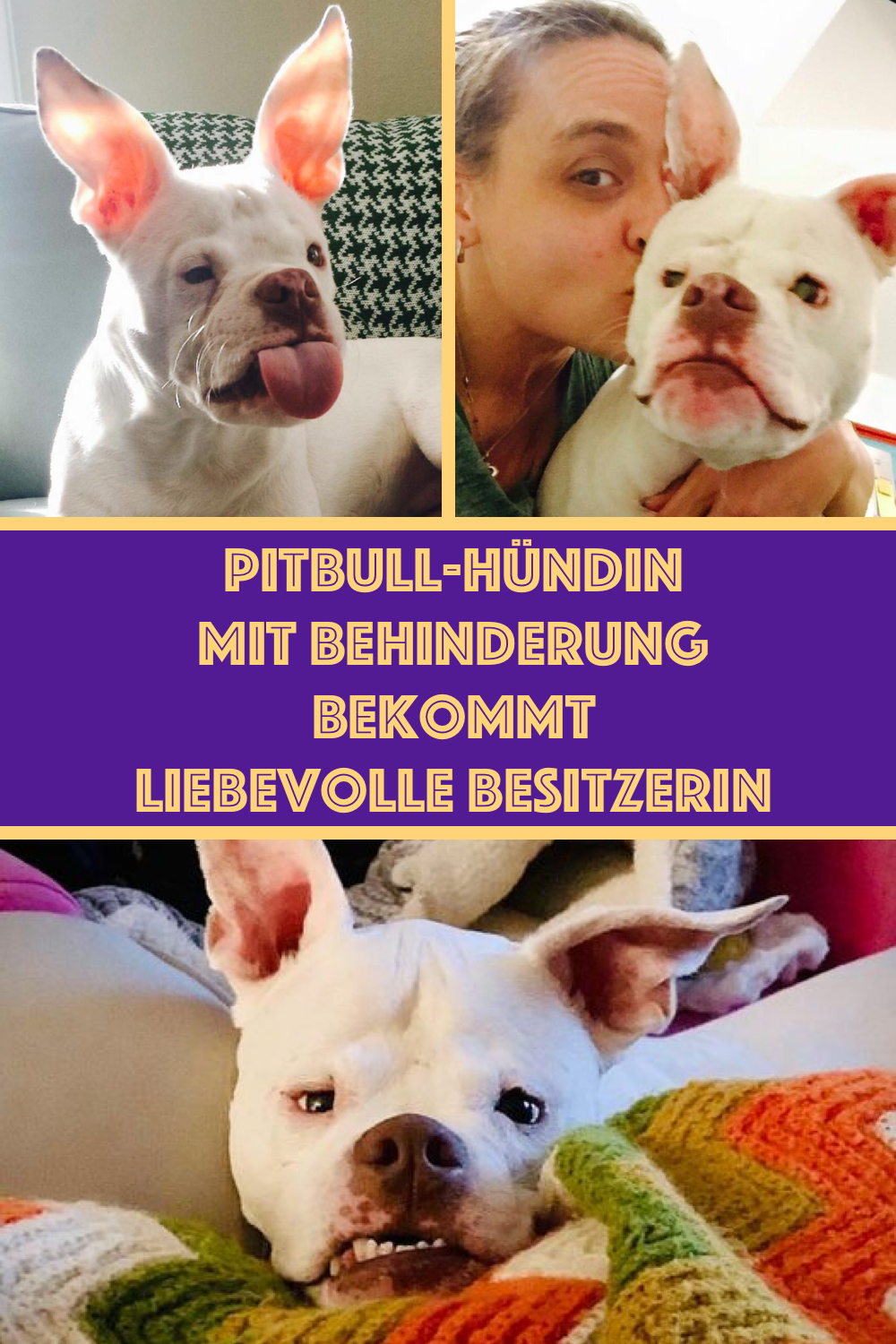 Pitbull-Hündin mit Behinderung bekommt liebevolle Besitzerin