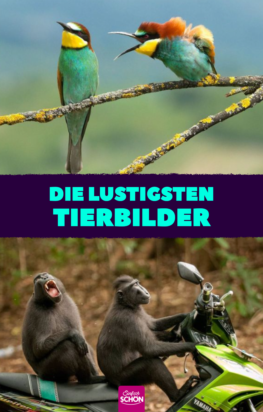 Comedy Wildlife Photography Awards: Lustige Tierbilder