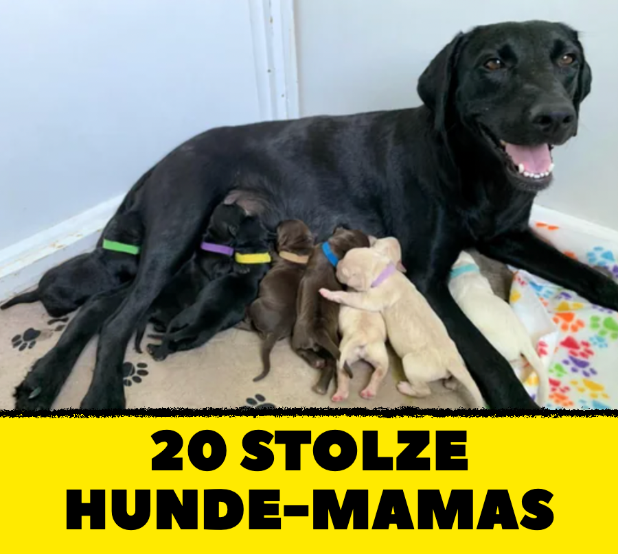 20 Hunde-Mamas, die stolz wie Oskar sind