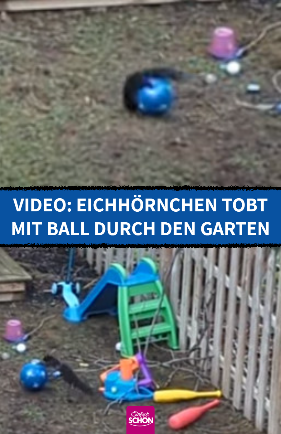 Video: Eichhörnchen spielt begeistert mit blauem Ball