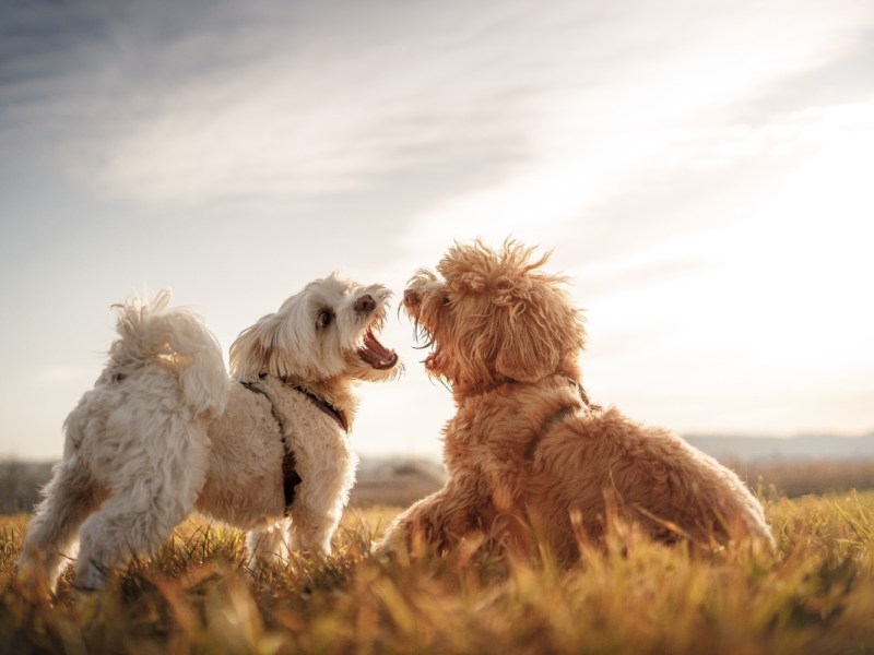 Zwei Hunde spielen auf einer Wiese.