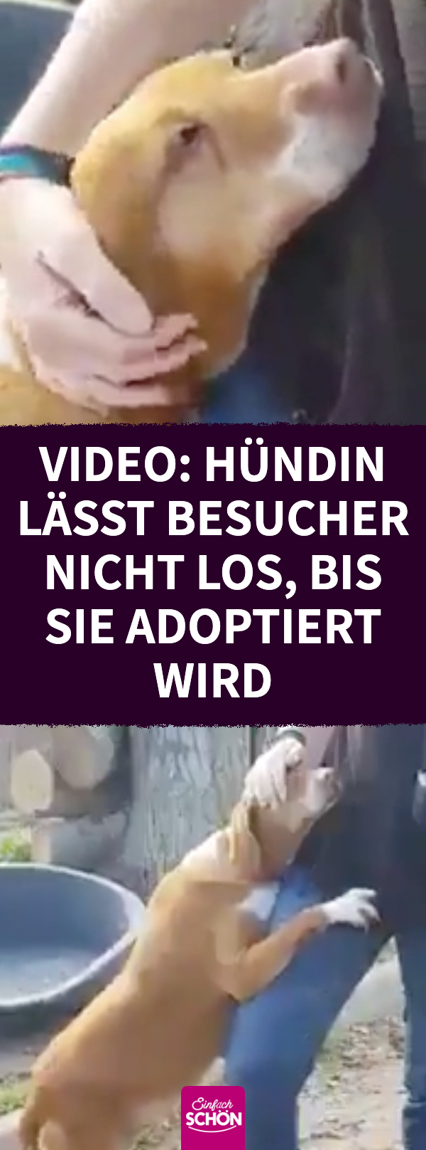 Video: Reporter adoptiert Hündin, die ihn umarmt