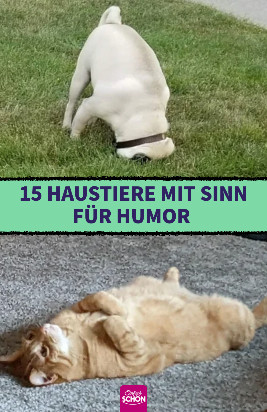 15 lustige Tiere, die ihre Besitzer zum Lachen bringen