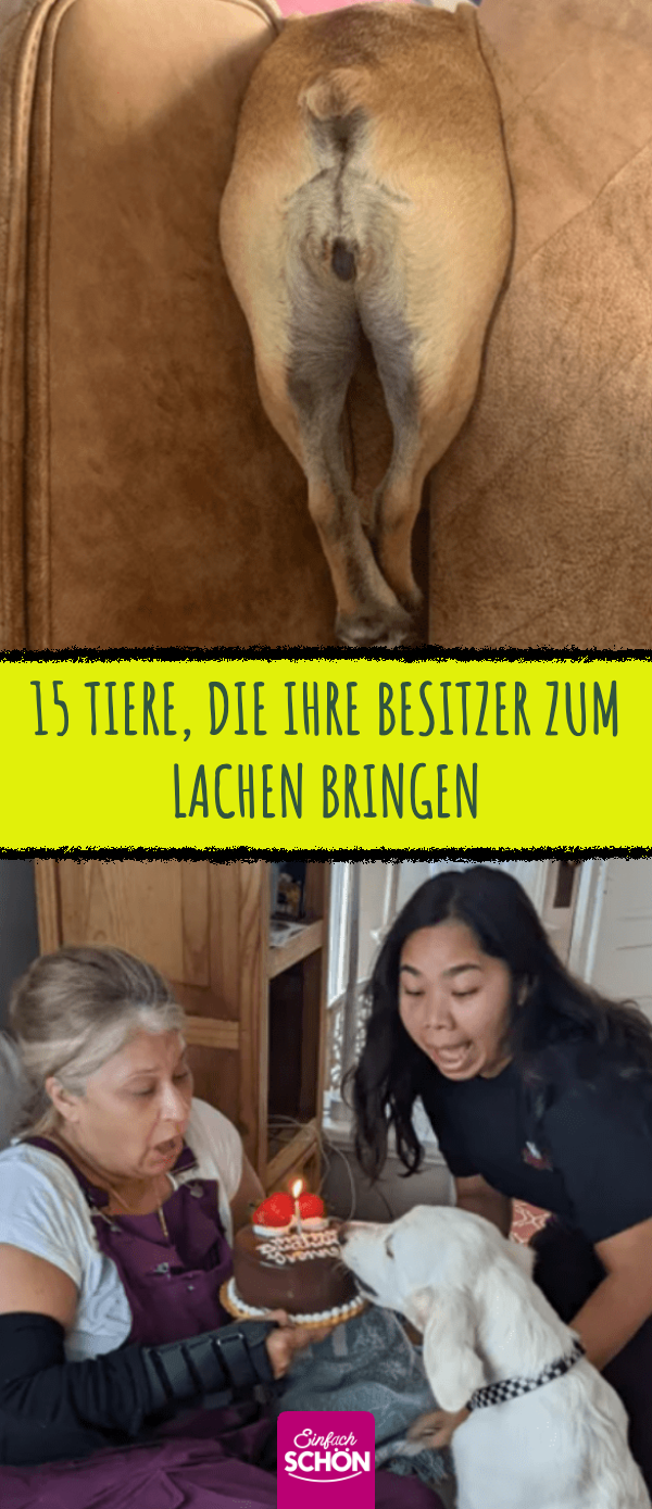 15 lustige Tiere, die ihre Besitzer zum Lachen bringen