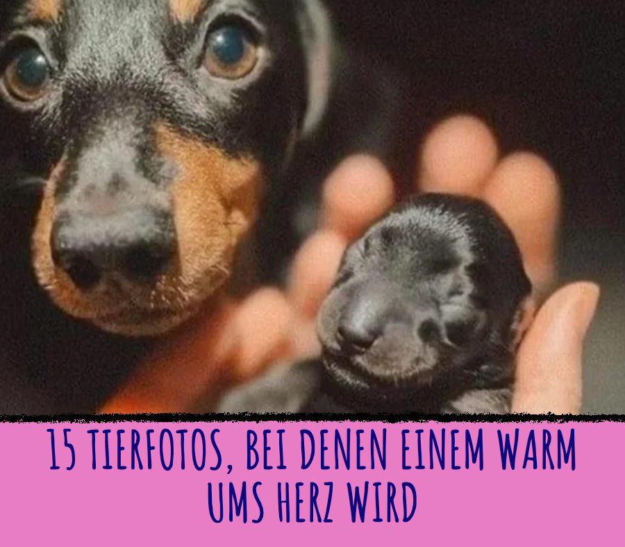 15 Tierfotos, bei denen einem warm ums Herz wird