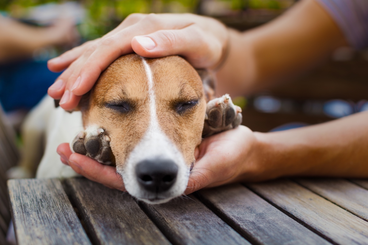 Ein Besitzer streichelt seinen schlafenden Hund und hält seinen Kopf in den Händen.