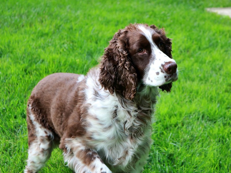 Ein English Springer Spaniel auf einer Wiese